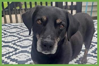 Raiya -  Terrier and Hound Dog for Adoption in Amherst, Massachusetts - Raiya | PetCurious