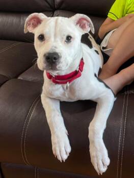 American Bulldog Dogs Available for Adoption - Piper “Fat Fat” | PetCurious