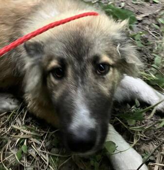 DON -  Mixed Breed Dog for Adoption in Dallas, Texas - DON | PetCurious