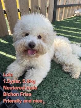 LOLO -  Bichon Frise Dog for Adoption in Agoura Hills, California - LOLO | PetCurious