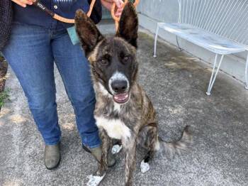 SOL -  German Shepherd Dog and Mixed Breed Dog for Adoption in Santa Rosa, California - SOL | PetCurious