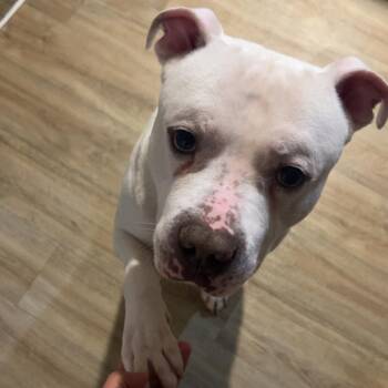 Bubbles -  Pit Bull Terrier Dog for Adoption in Bristol, Indiana - Bubbles | PetCurious