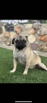 Rescue Pug Dogs for Adoption in New Haven, Connecticut - Sage | PetCurious