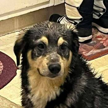 Shepherd Dogs Available for Adoption - Reggie (20260210-02) | PetCurious