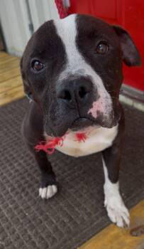 Brutus -  American Staffordshire Terrier Dog for Adoption in Tyler, Texas - Brutus | PetCurious