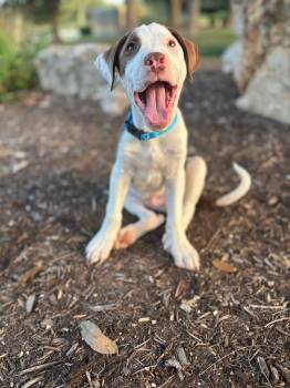 Soldier -  Labrador Retriever Dog for Adoption in Pflugerville, Texas - Soldier | PetCurious