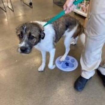 YORK-Stray-16698 -  Mixed Breed Dog for Adoption in York, Pennsylvania - YORK-Stray-16698 | PetCurious