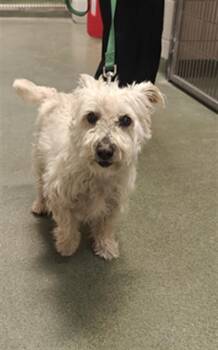 Poodle and Mixed Breed Dogs Available for Adoption - CHASE | PetCurious