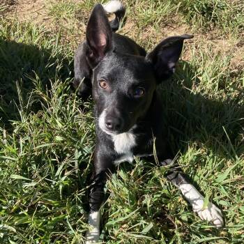 Nine -  Mixed Breed Dog for Adoption in Mishawaka, Indiana - Nine | PetCurious