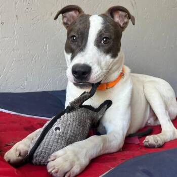 Pit Bull Terrier and Mixed Breed Dogs Available for Adoption in Boone, Iowa - Mango | PetCurious