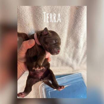 Terra Earth C508 -  Mixed Breed Dog for Adoption in Allen, Texas - Terra Earth C508 | PetCurious