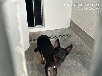 A385948 -  Belgian Shepherd Malinois and Mixed Breed Dog for Adoption in Ocala, Florida - A385948 | PetCurious