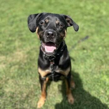 Mixed Breed Dogs Available for Adoption in Riverwoods, Illinois - Jackson | PetCurious