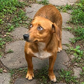 Dachshund and Chihuahua Dogs Available for Adoption in Boerne, Texas - Roux | PetCurious