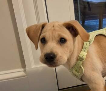 Reed Racer - Local Pup -  Yellow Labrador Retriever and Boxer Dog for Adoption in Andover, Massachusetts - Reed Racer - Local Pup | PetCurious