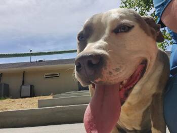 Pit Bull Terrier Dogs Available for Adoption in Athens, Alabama - SABLE | PetCurious