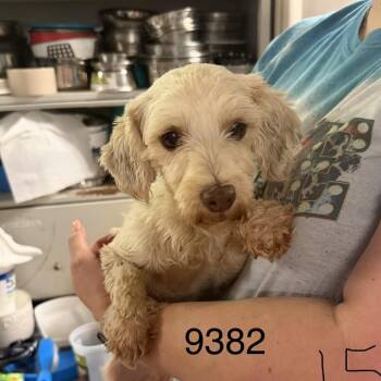 Haven -  Maltese Dog for Adoption in Hinesville, Georgia - Haven | PetCurious
