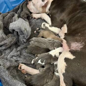 Pit Bull Terrier and Mixed Breed Dogs Available for Adoption in Tyrone, Georgia - Lemon PUps 03-1015 | PetCurious