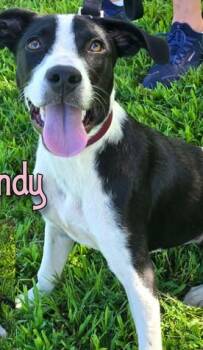 Brandy -  Mixed Breed Dog for Adoption in Kansas City, Missouri - Brandy | PetCurious