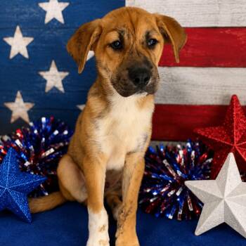 Keanu -  Shepherd and Mixed Breed Dog for Adoption in Concord, North Carolina - Keanu | PetCurious
