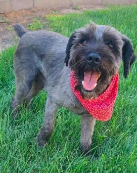 **RAZ** -  Schnauzer Dog for Adoption in North Prairie, Wisconsin - **RAZ** | PetCurious