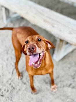 Daisy-Viszla -  Vizsla Dog for Adoption in Muskegon, Michigan - Daisy-Viszla | PetCurious