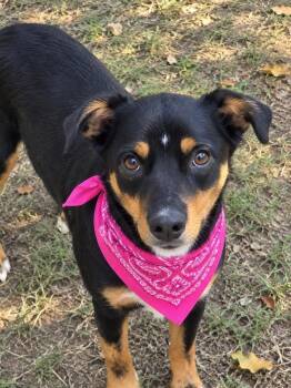 Poppy - Batesville -  Hound and Terrier Dog for Adoption in Horn Lake, Mississippi - Poppy - Batesville | PetCurious
