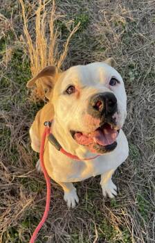 Pit Bull Terrier Dogs Available for Adoption - Bruno | PetCurious