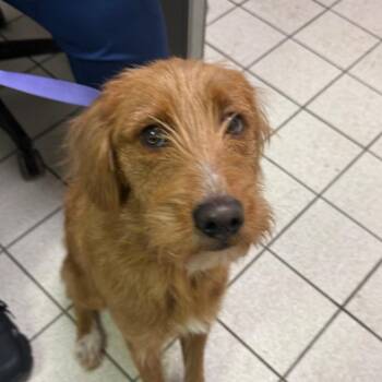 Mixed Breed Dogs Available for Adoption - Quiz | PetCurious