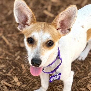 Jackie -  Rat Terrier and Chihuahua Dog for Adoption in Boerne, Texas - Jackie | PetCurious