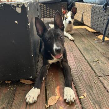 Rescue Mixed Breed Dogs for Adoption in Spring Hill, Tennessee - Dimitri | PetCurious