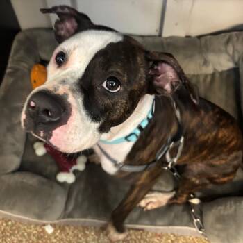 Emma -  Boxer and Terrier Dog for Adoption in Fort Lauderdale, Florida - Emma | PetCurious
