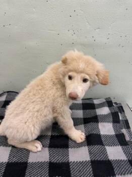 BRAN -  Great Pyrenees and Mixed Breed Dog for Adoption in Houston, Texas - BRAN | PetCurious