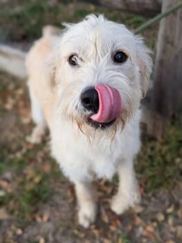 Rescue Labradoodle Dogs for Adoption in Tacoma, Washington - Zino | PetCurious