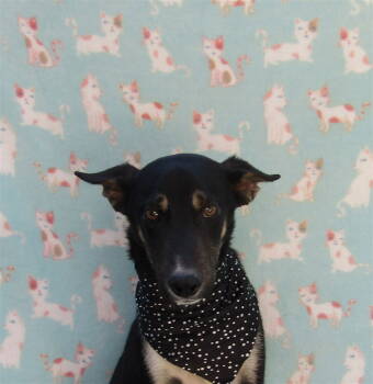 Rescue Labrador Retriever Dogs for Adoption in San Diego, California - Blue; | PetCurious