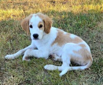Farley -  Border Collie and Beagle Dog for Adoption in Melbourne, Arkansas - Farley | PetCurious