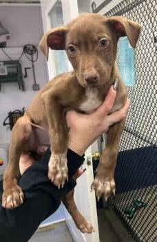 Labrador Retriever Dogs Available for Adoption - Hilda 10 Weeks Old Ava 1/28 | PetCurious