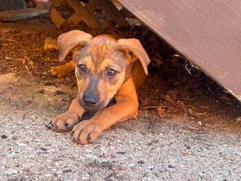 Spinner $550 -  Mixed Breed Dog for Adoption in West Milwaukee, Wisconsin - Spinner $550 | PetCurious