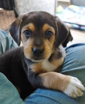 Rescue Beagle Dogs for Adoption in Newport, Kentucky - Courage | PetCurious