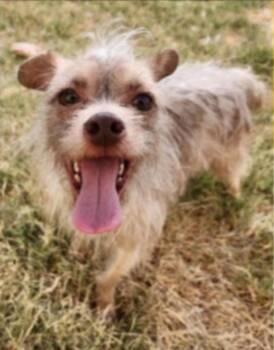 Boo -  Wirehaired Terrier and Cairn Terrier Dog for Adoption in Thompson Falls, Montana - Boo | PetCurious
