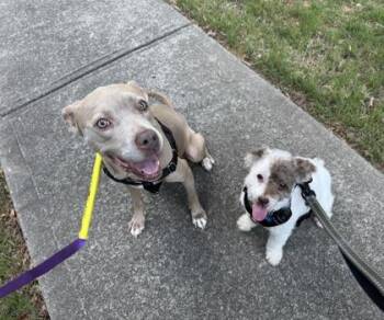 Brenda -  Mixed Breed Dog for Adoption in Atlanta, Georgia - Brenda | PetCurious