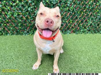 Mixed Breed Dogs Available for Adoption in West Palm Beach, Florida - HAZEL | PetCurious