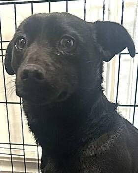 Rescue Chihuahua Dogs for Adoption in Polson, Montana - Blackie | PetCurious