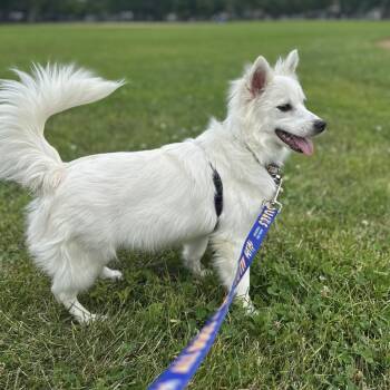 Peanut -  Papillon and Mixed Breed Dog for Adoption in Chicago, Illinois - Peanut | PetCurious
