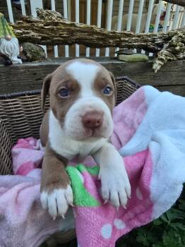 Rescue American Bully and Husky Dogs for Adoption in Jeffersonville, New York - EDEN | PetCurious