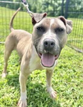 Gustos -  Mixed Breed Dog for Adoption in West Chester, Pennsylvania - Gustos | PetCurious