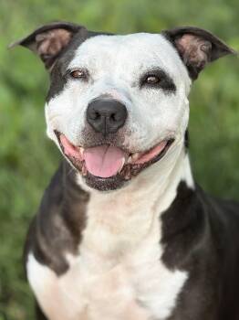 Blueberry -  Pit Bull Terrier Dog for Adoption in Anderson, Indiana - Blueberry | PetCurious