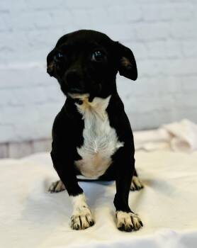Oreo -  Chihuahua Dog for Adoption in Snyder, Texas - Oreo | PetCurious