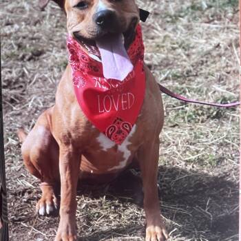 Fern -  Staffordshire Bull Terrier Dog for Adoption in Hutchinson, Kansas - Fern | PetCurious