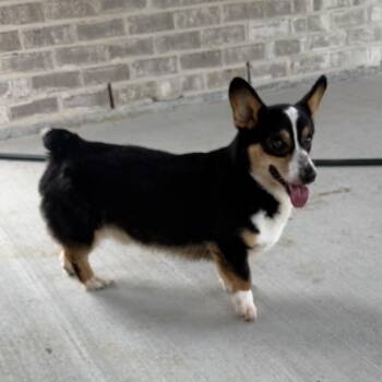 George Clooney -  Corgi Dog for Adoption in Baton Rouge, Louisiana - George Clooney | PetCurious